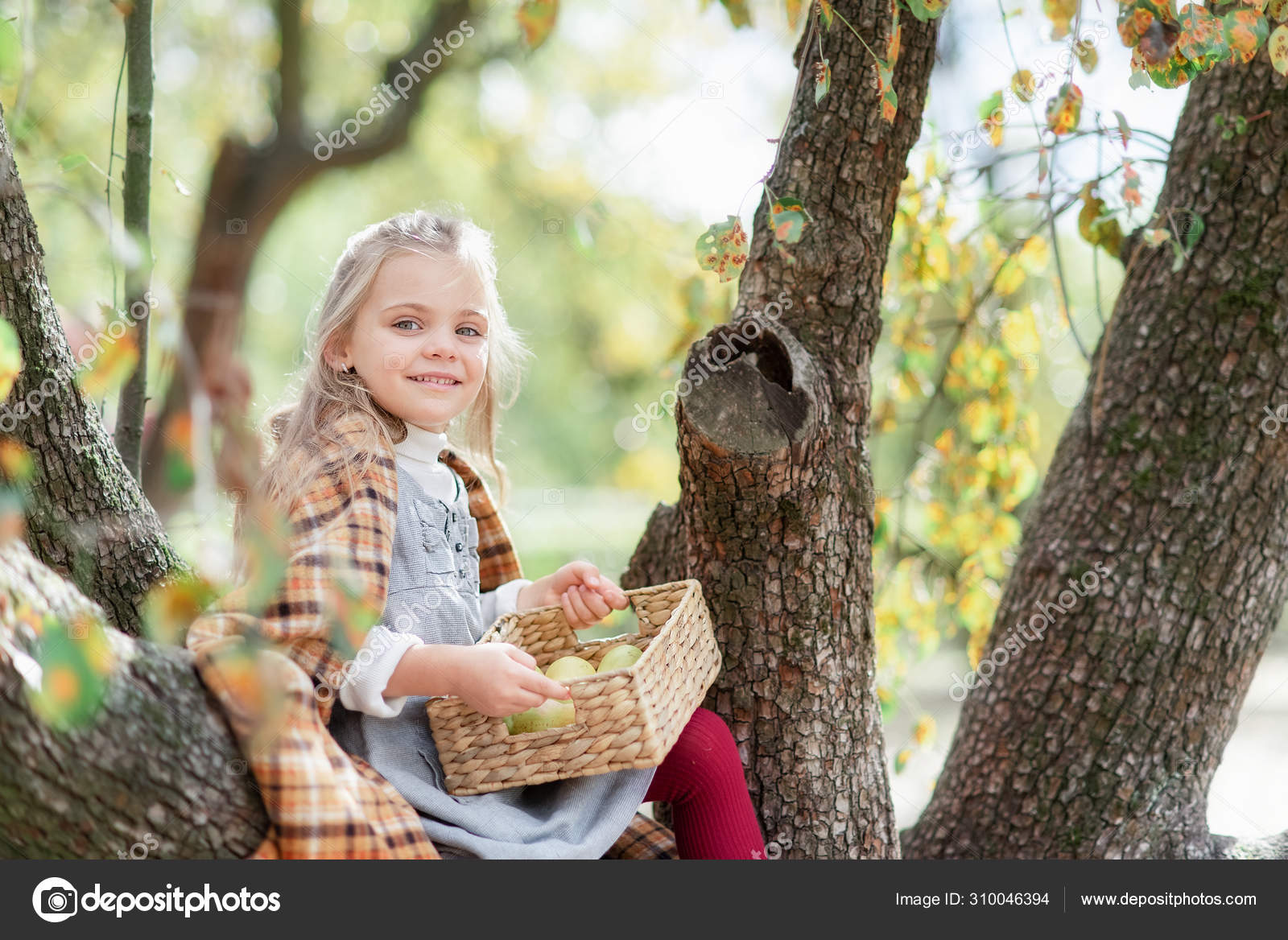 Kinder pflücken im Herbst Äpfel auf dem Bauernhof. kleines Mädchen beim  Spielen im Apfelbaumgarten. gesunde Ernährung. – Stockfoto © serenko_nata  #310046394, image size:1600x1168