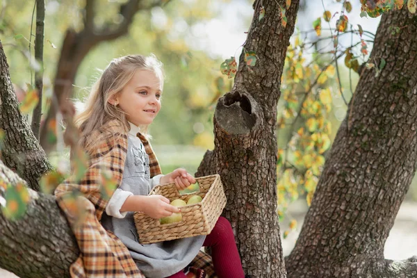 Дитина збирає яблука на фермі восени. Маленька дівчинка грає в яблуневому саду. Здорове харчування . — стокове фото