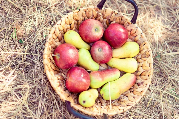 Ripe red apples and pears in basket on grass on grass.