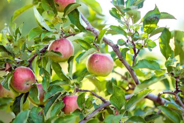 bahçedeki bir ağaçta kırmızı elmalar. Elma hasadı.