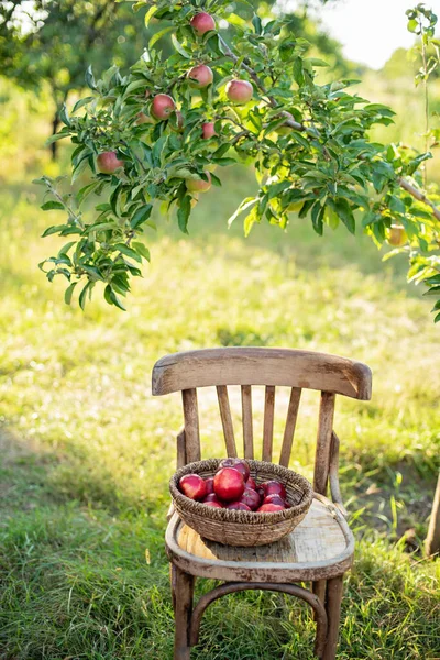 Zbiory jabłek. Dojrzałe czerwone jabłka w koszyku na zielonej trawie. — Zdjęcie stockowe