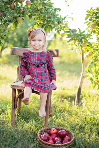 Sonbaharda çiftlikte elma toplayan bir çocuk. Elma ağacı bahçesinde oynayan küçük bir kız. Sağlıklı beslenme. Tatlı küçük kız kırmızı lezzetli meyve yiyor. Hasat Konsepti.