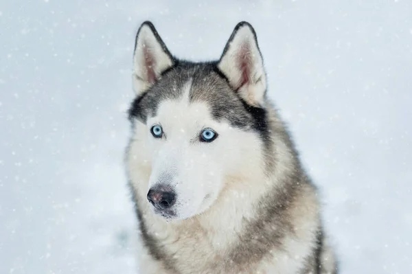 Portret van Siberische Husky op achtergrond bos. — Stockfoto