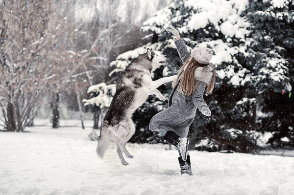 Piękna Młoda Dziewczyna Szarym Płaszczu Zabawy Syberyjskim Husky Zimowym Lesie — Zdjęcie stockowe
