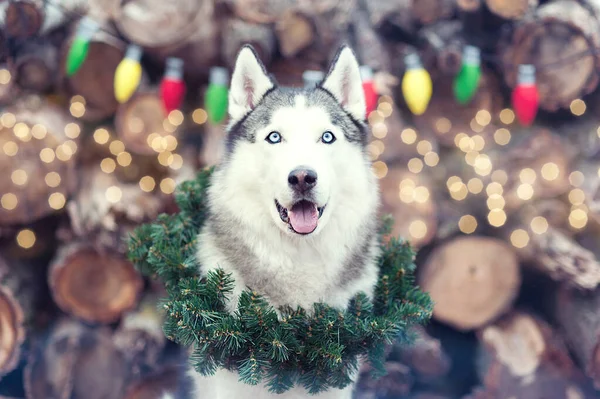Bonito sorriso bonito Siberian Husky cão sentado com grinalda de Natal no pescoço . — Fotografia de Stock