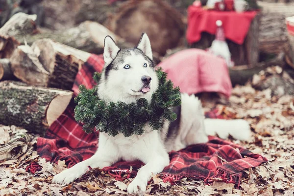 Niedlicher sibirischer Husky mit Weihnachtskranz am Hals sitzt auf einer roten Decke. Weihnachtsdekor auf dem Rücken. — Stockfoto