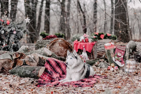Aranyos szibériai husky karácsonyi koszorúval a nyakán ül egy vörös takarón. Karácsonyi dekoráció a háttérben. hó. — Stock Fotó