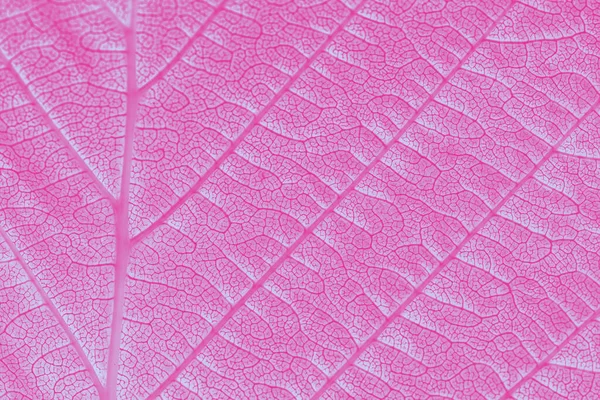 Extreme Nahaufnahme Textur Rosa Getönter Blattadern — Stockfoto