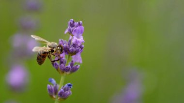 Arı ve lavantalı tozlaşma. Güneş ışığı, lavanta..