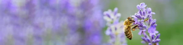 Polinización con abeja y lavanda con sol, lavanda soleada . —  Fotos de Stock