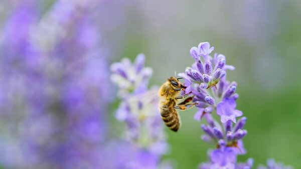 Pollination with bee and lavender with sunshine, sunny lavender.