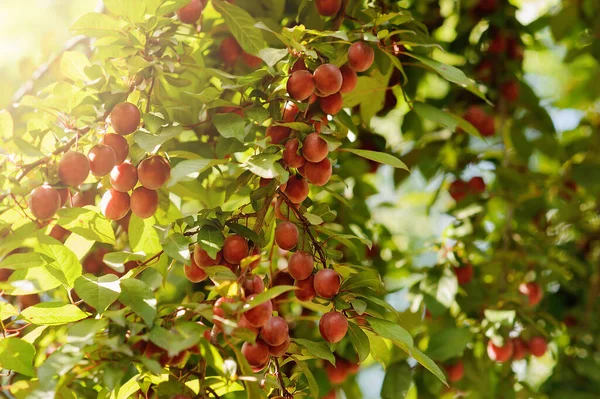 Maturare Succose Prugne Rosse Nel Giardino Estivo Ramo Sfondo Colorato — Foto Stock