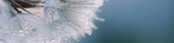 Diente León Fondo Azul Libertad Para Desear Silueta Diente León — Foto de Stock