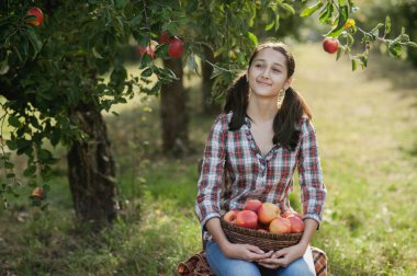 Sonbahar günü çiftlikte olgun organik elma toplayan bir genç. Sepetinde meyve olan kişi. Ülkede Hasat Konsepti.