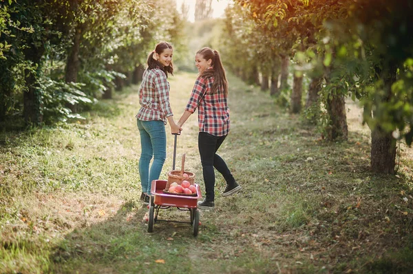 Gadis Remaja Memetik Apel Organik Matang Pertanian Pada Hari Musim — Stok Foto