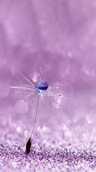 dandelion at pink background. Freedom to Wish. Seed macro closeup. Goodbye Summer. Hope and dreaming concept. Fragility. Springtime. soft focus on water droplets. Macro nature. Beautiful dew drops