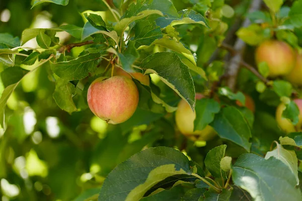 Bahçedeki Ağaçtaki Kırmızı Elmalar Elma Hasatı Orchard Daki Organik Meyveleri — Stok fotoğraf