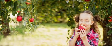 Sonbaharda çiftlikte elma toplayan bir çocuk. Ağaç bahçesinde oynayan küçük kız. Sağlıklı beslenme. Tatlı küçük kız kırmızı lezzetli meyve yiyor. Hasat Konsepti. Elma toplama.