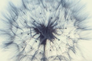 Gün batımında karahindiba. Dilek Özgürlüğü. Günbatımı gökyüzünde karahindiba silueti kabarık çiçek. Tohum makrosu yakın plan. Yumuşak odaklanma. Hoşça kal Summer. Umut ve rüya kavramı. Kırılganlık. İlkbahar.