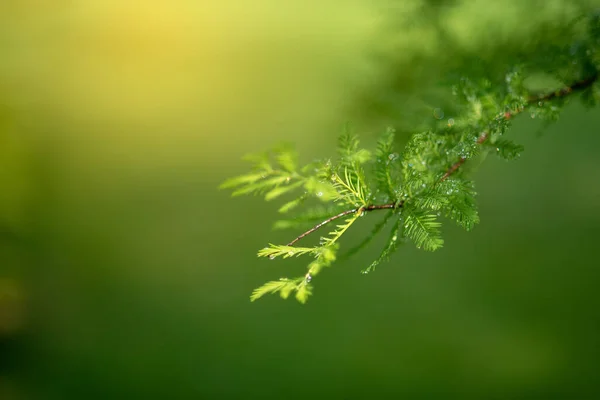 Bulanık Yeşil Arkaplandaki Yeşil Yaprağın Fotokopi Alanı Ile Yakın Doğa — Stok fotoğraf