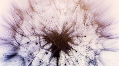 Gün batımında karahindiba. Dilek Özgürlüğü. Günbatımı gökyüzünde karahindiba silueti kabarık çiçek. Tohum makrosu yakın plan. Yumuşak odaklanma. Hoşça kal Summer. Umut ve rüya kavramı. Kırılganlık. İlkbahar.