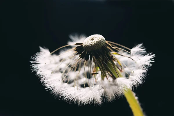 Maskros Svart Bakgrund Frihet Att Önska Maskros Siluett Fluffig Blomma — Stockfoto