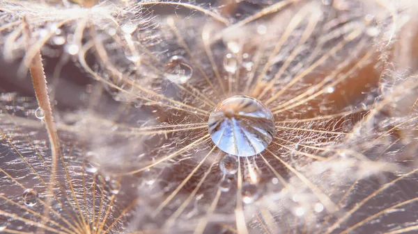 Hermoso Rocío Cae Una Macro Semilla Diente León Hermoso Fondo —  Fotos de Stock