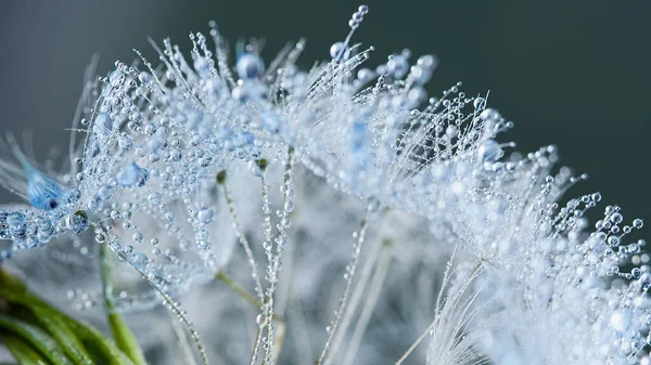 Schöne Tautropfen Auf Löwenzahn Makro Schöne Weiche Blaue Hintergrund Wassertropfen — Stockfoto