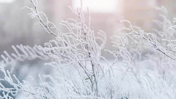 Ramo Coperto Ghiaccio Freddo Gelo Bianco Inverno Prime Gelate Freddo — Foto Stock