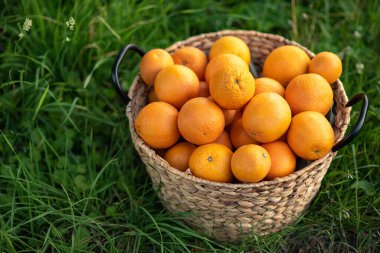 Yeşil çimlerin üzerinde taze portakal hasadı. Hasat Konsepti. Bahçedeki organik meyveler.