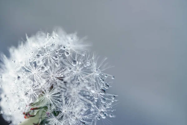 Beautiful Dew Drops Dandelion Seed Macro Soft Blue Background Water — Stock Photo, Image