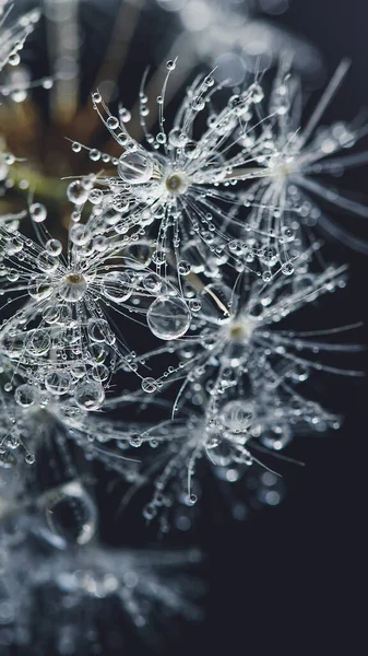 Schöne Tautropfen Auf Löwenzahn Makro Weicher Blauer Hintergrund Wassertropfen Auf — Stockfoto