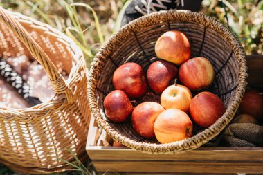 Fresh apples in a rustic woven basket placed in a wooden crate outdoors, autumn harvest concept representing healthy organic food, natural farming, and seasonal countryside lifestyle