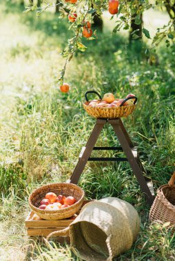 Ripe apples in baskets under tree in sunny orchard, ladder for picking. scene of seasonal fruit harvest in nature. organic farming, healthy food, countryside lifestyle, autumn seasonal produce