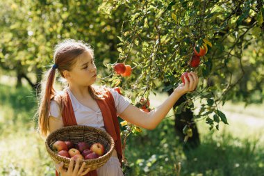 Güneşli meyve bahçesindeki bir ağaçtan olgun elma toplayan çocuk, hasat mevsiminde sepet tutuyor, organik tarımı, sağlıklı yaşam tarzını, doğal gıdayı, kırsal gelenekleri ve sonbahar üretimini sembolize ediyor.