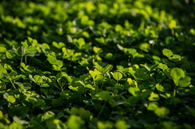 Açık havada güneş yeşili yonca deseni