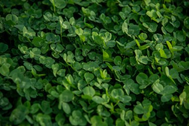 Açık havada güneş yeşili yonca deseni