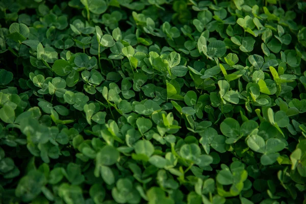 Açık havada güneş yeşili yonca deseni