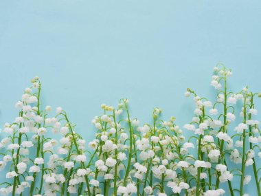 Satır pastel mavi zemin üzerine taze lily vadi çiçek