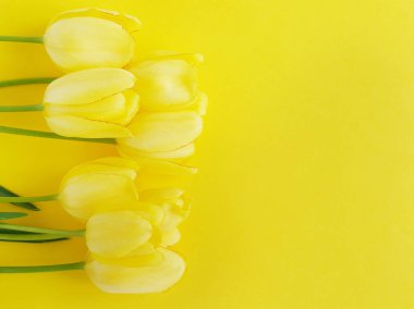 Canlı sarı zemin üzerine taze sarı laleler