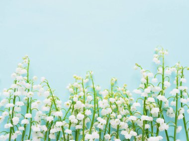 Satır pastel mavi zemin üzerine taze lily vadi çiçek