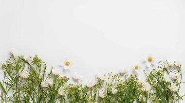 Kır çiçekleri ve yasemin beyaz arka planda satır 