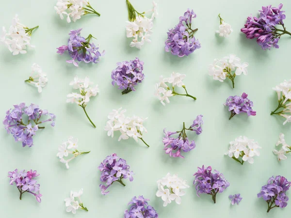 Paars Lila Bloemen Witte Achtergrond — Stockfoto