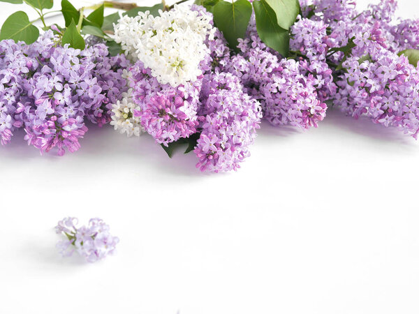 Близкий вид сирени на белом фоне
 