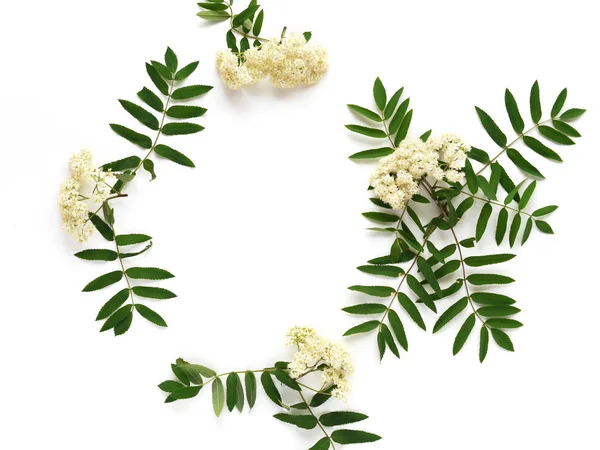 Blumenrunder Rahmen Mit Weißen Blüten Und Grünen Blättern Auf Weißem — Stockfoto