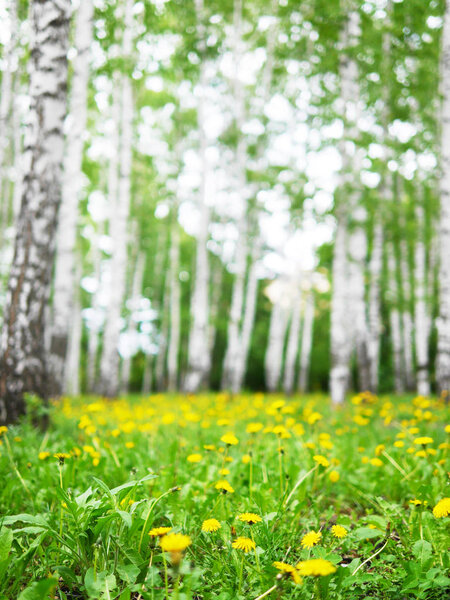 Близкий вид яркого одуванчика в солнечный день
