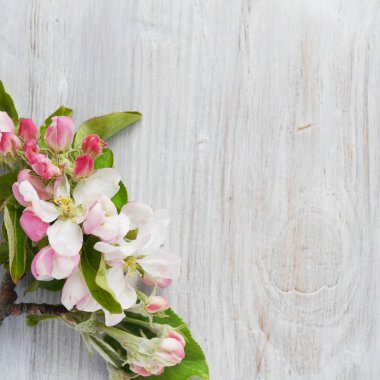 Açık ahşap renkli çiçek açan elma dalda ile çiçek kompozisyon