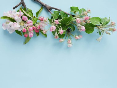 Açık mavi renkli çiçek açan elma dallarda ile çiçek kompozisyon