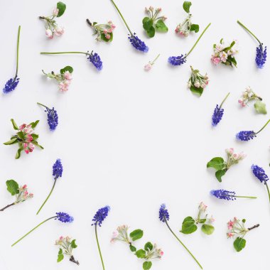 Çiçek çerçeve beyaz arka plan üzerinde mor Muscari ve apple çiçekli