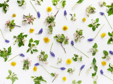 Elma çiçekler, karahindiba ve beyaz arka plan üzerinde mor Muscari çiçek kompozisyonu